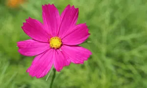 Eine leuchtend pinke Cosmea mit gelber Mitte, die trotz des Namens "cosmea winterhart" im Sommer blüht.