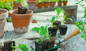 Kohlrabi pflanzen werden auf einer Werkbank vorbereitet. Kleine Setzlinge in Erdklumpen warten darauf, in Töpfe gepflanzt zu werden.