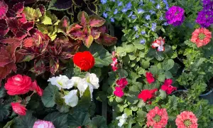 Bunte Blumen für den Blumenkasten: Ideenbilder mit roten, weißen und pinken Blüten, Coleus und blauen Lobelien.
