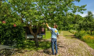 Ein Mann mit Teleskop-Astschere schneidet einen Kirschbaum. Im Hintergrund ein Garten mit Blumen und einem Unterstand.