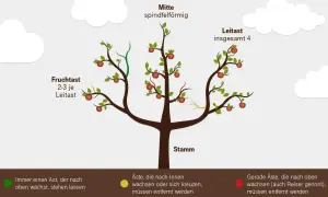 Illustration zeigt, wie man einen birnbaum schneiden sollte. Leit- und Fruchtäste sind markiert.