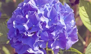 Eine blaue Hortensienblüte in Nahaufnahme. Die Blütenblätter sind zart und leicht gewellt. Die Hortensienpflege ist wichtig für diese Schönheit.