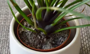 Schimmel breitet sich auf der blumenerde aus. Die feuchte Erde bildet einen Nährboden für Pilze, die sich als weißer Belag zeigen.