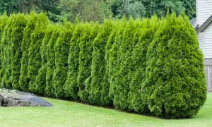Eine dichte Hecke aus smaragdgrünen Thuja-Bäumen, die ihr schnelles Wachstum zeigt.