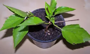 Ein junger Hibiskus im Topf, bereit, um riesen hibiskus zu vermehren.