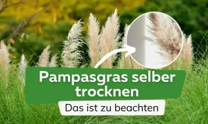 Pampasgras trocknen: So gelingt es. Flauschige Wedel im Detail, um sie selbst zu konservieren.