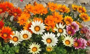 Bunte Gazanien blühen in der Sonne. Diese Blumen vertragen viel Sonne und brauchen wenig Wasser, ideal für sonnige Standorte.