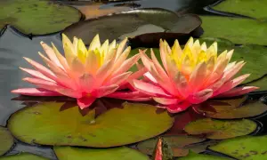 Zwei leuchtende, zweifarbige Wasserlilien im Teich, umgeben von grünen Seerosenblättern. Eine Knospe deutet auf weitere Blüten hin.