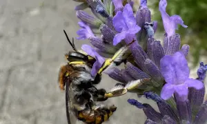 Eine Biene sammelt Nektar am Lavendel. Das Lavendel schneiden ist noch nicht dran, die Natur ist fleißig.