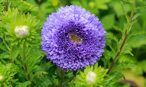 Eine prächtige, violette Aster blüht im Garten. Ihr voller Blütenkopf ist von grünen Blättern und noch ungeöffneten Knospen umgeben. Ein schöner astern standort.