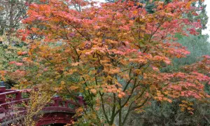 Ein japanischer Ahorn mit leuchtend roten und orangen Blättern steht im Herbst neben einer roten Brücke. Der ideale japanischer Ahorn Standort.