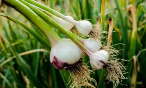 Frisch geernteter Knoblauch mit Wurzeln. Die Frage "wann Knoblauch pflanzen" beschäftigt Gärtner im Herbst.