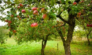 Reife Äpfel hängen an einem alten Apfelbaum. Ein weiterer Baum im Hintergrund zeigt, wie schön es ist, einen Apfelbaum zu pflanzen.
