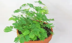 Eine Mimose im Terrakotta-Topf, die sich gut für die Mimose Pflege eignet. Ihre zarten Blätter entfalten sich bei Berührung.