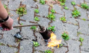 Hand mit Brenner bekämpft hartnäckiges Unkraut in Fugen.