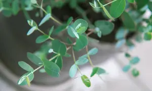 Zarte grüne Blätter eines Eukalyptus im Garten, die sich sanft im Wind wiegen.