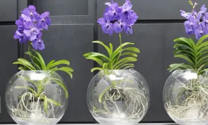 Drei lila Orchideen in Glasvasen mit sichtbaren Wurzeln. Die Pflanzen zeigen, wie wichtig die richtige Orchideen Pflege ist, damit sie so prächtig gedeihen.