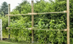 Robuste Rankhilfe für Himbeeren aus Holzpfosten und Bambusstäben, die den Pflanzen Halt gibt und für eine gute Ernte sorgt.