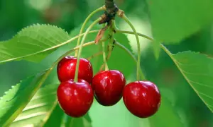 Reife Kirschen hängen an einem Ast, bereit zur Ernte. Ein schöner Anblick, der an das Pflanzen eines Kirschbaums erinnert.