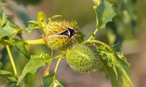 Stachelige Kapseln einer Datura, einer der giftigen Pflanzen Deutschlands. Vorsicht vor dieser Schönheit!