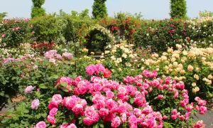 Ein Meer aus rosa, gelben und roten Rosen. Hier kann man sehen, wie man Rosen vermehren kann, indem man die Blütenpracht bewundert.