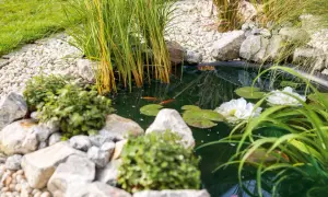 Ein kleiner Gartenteich mit zwei Goldfischen, Seerosen und Schilf. Tolle Ideen für einen kleinen Gartenteich.