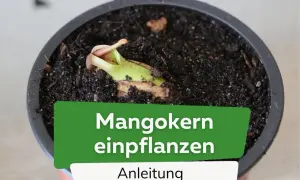 Ein junger Mangokern keimt in dunkler Erde. Die Anleitung zum Mangokern einpflanzen zeigt den Beginn eines neuen Lebens.