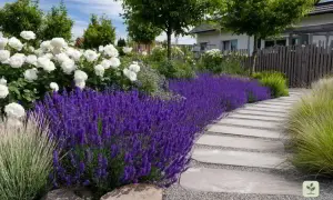 Ein Gartenweg aus Trittsteinen führt an einem üppigen Lavendelbeet vorbei, das von weißen Rosen und Gräsern umrahmt wird. Tolle Lavendelbeet Ideen für ein duftendes Paradies.