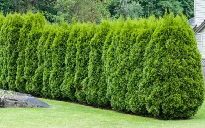 Eine dichte Hecke aus smaragdgrünen Thuja-Bäumen, die ihr schnelles Wachstum zeigt.