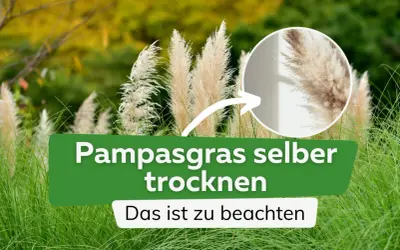 Pampasgras trocknen: So gelingt es. Flauschige Wedel im Detail, um sie selbst zu konservieren.