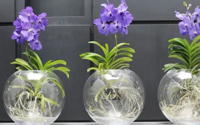 Drei lila Orchideen in Glasvasen mit sichtbaren Wurzeln. Die Pflanzen zeigen, wie wichtig die richtige Orchideen Pflege ist, damit sie so prächtig gedeihen.