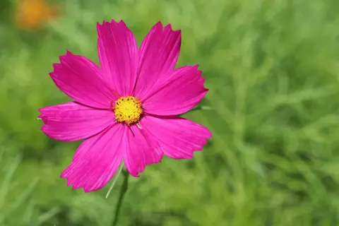 Eine leuchtend pinke Cosmea mit gelber Mitte, die trotz des Namens "cosmea winterhart" im Sommer blüht.