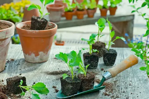 Kohlrabi pflanzen werden auf einer Werkbank vorbereitet. Kleine Setzlinge in Erdklumpen warten darauf, in Töpfe gepflanzt zu werden.