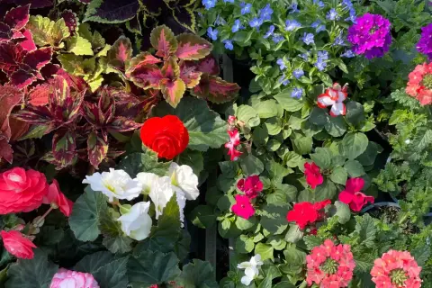 Bunte Blumen für den Blumenkasten: Ideenbilder mit roten, weißen und pinken Blüten, Coleus und blauen Lobelien.