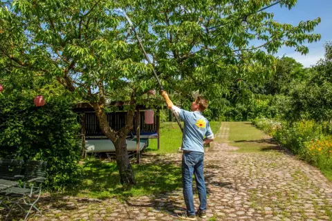 Ein Mann mit Teleskop-Astschere schneidet einen Kirschbaum. Im Hintergrund ein Garten mit Blumen und einem Unterstand.