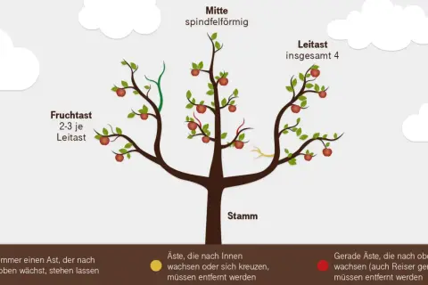 Illustration zeigt, wie man einen birnbaum schneiden sollte. Leit- und Fruchtäste sind markiert.