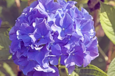 Eine blaue Hortensienblüte in Nahaufnahme. Die Blütenblätter sind zart und leicht gewellt. Die Hortensienpflege ist wichtig für diese Schönheit.