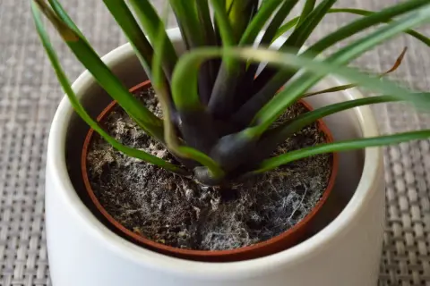Schimmel breitet sich auf der blumenerde aus. Die feuchte Erde bildet einen Nährboden für Pilze, die sich als weißer Belag zeigen.