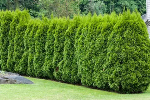 Eine dichte Hecke aus smaragdgrünen Thuja-Bäumen, die ihr schnelles Wachstum zeigt.