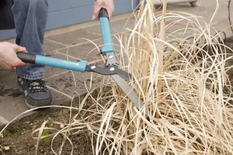 Gartenarbeit: Pampasgras schneiden mit einer Heckenschere. Die braunen Halme werden gekürzt, um Platz für neues Wachstum zu schaffen.