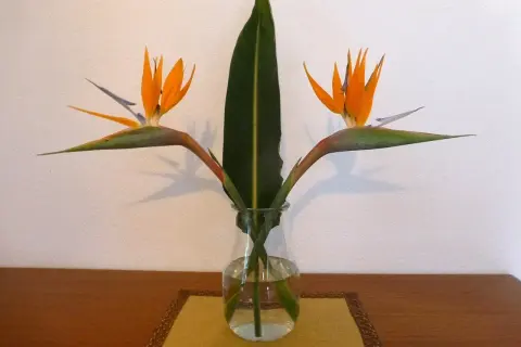 Zwei exotische Strelitzienblüten und ein Blatt in einer Glasvase. Die richtige Strelitzie Pflege sorgt für diese Schönheit.