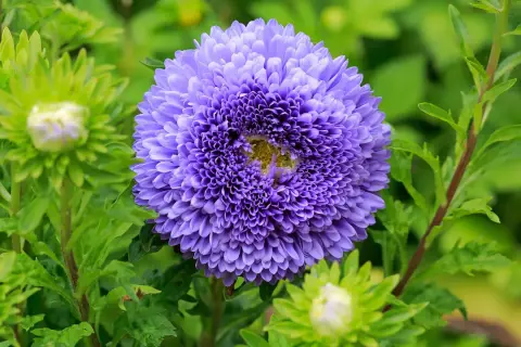 Eine prächtige, violette Aster blüht im Garten. Ihr voller Blütenkopf ist von grünen Blättern und noch ungeöffneten Knospen umgeben. Ein schöner astern standort.