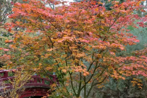Ein japanischer Ahorn mit leuchtend roten und orangen Blättern steht im Herbst neben einer roten Brücke. Der ideale japanischer Ahorn Standort.