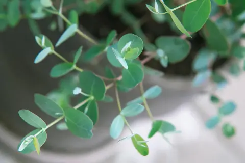 Zarte grüne Blätter eines Eukalyptus im Garten, die sich sanft im Wind wiegen.