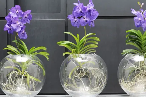 Drei lila Orchideen in Glasvasen mit sichtbaren Wurzeln. Die Pflanzen zeigen, wie wichtig die richtige Orchideen Pflege ist, damit sie so prächtig gedeihen.