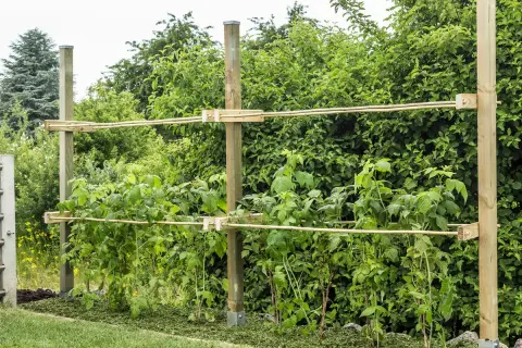 Robuste Rankhilfe für Himbeeren aus Holzpfosten und Bambusstäben, die den Pflanzen Halt gibt und für eine gute Ernte sorgt.