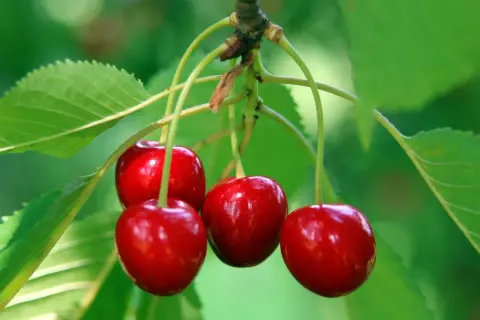 Reife Kirschen hängen an einem Ast, bereit zur Ernte. Ein schöner Anblick, der an das Pflanzen eines Kirschbaums erinnert.