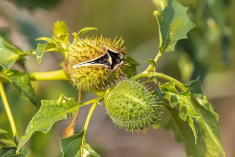 Stachelige Kapseln einer Datura, einer der giftigen Pflanzen Deutschlands. Vorsicht vor dieser Schönheit!