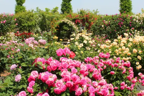 Ein Meer aus rosa, gelben und roten Rosen. Hier kann man sehen, wie man Rosen vermehren kann, indem man die Blütenpracht bewundert.