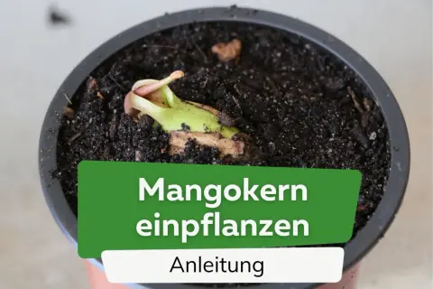 Ein junger Mangokern keimt in dunkler Erde. Die Anleitung zum Mangokern einpflanzen zeigt den Beginn eines neuen Lebens.
